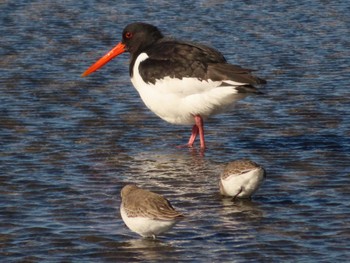 2022年12月24日(土) ふなばし三番瀬海浜公園の野鳥観察記録