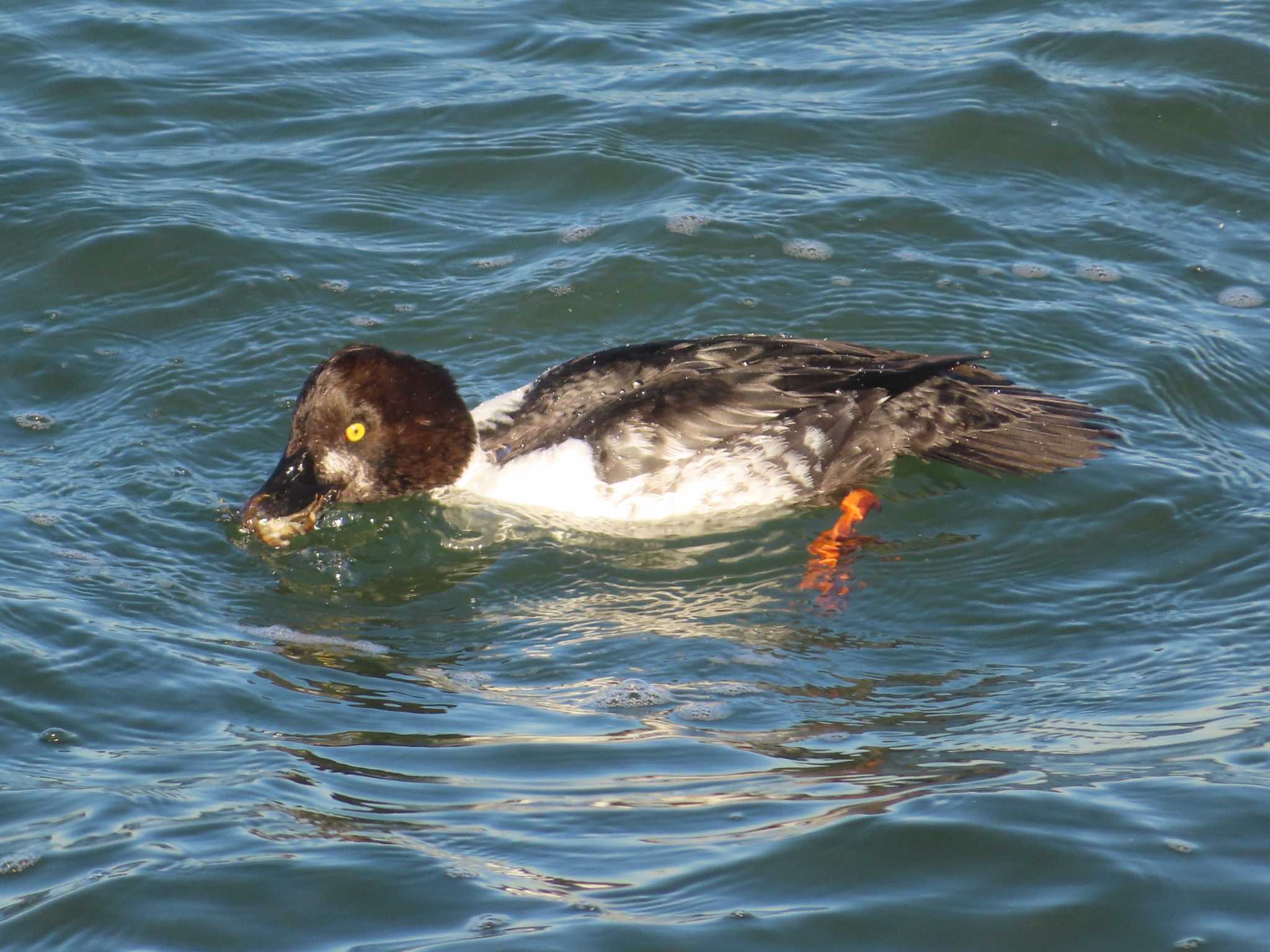 Common Goldeneye