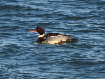 Sat, 12/24/2022 Birding report at 日の出三番瀬沿い緑道