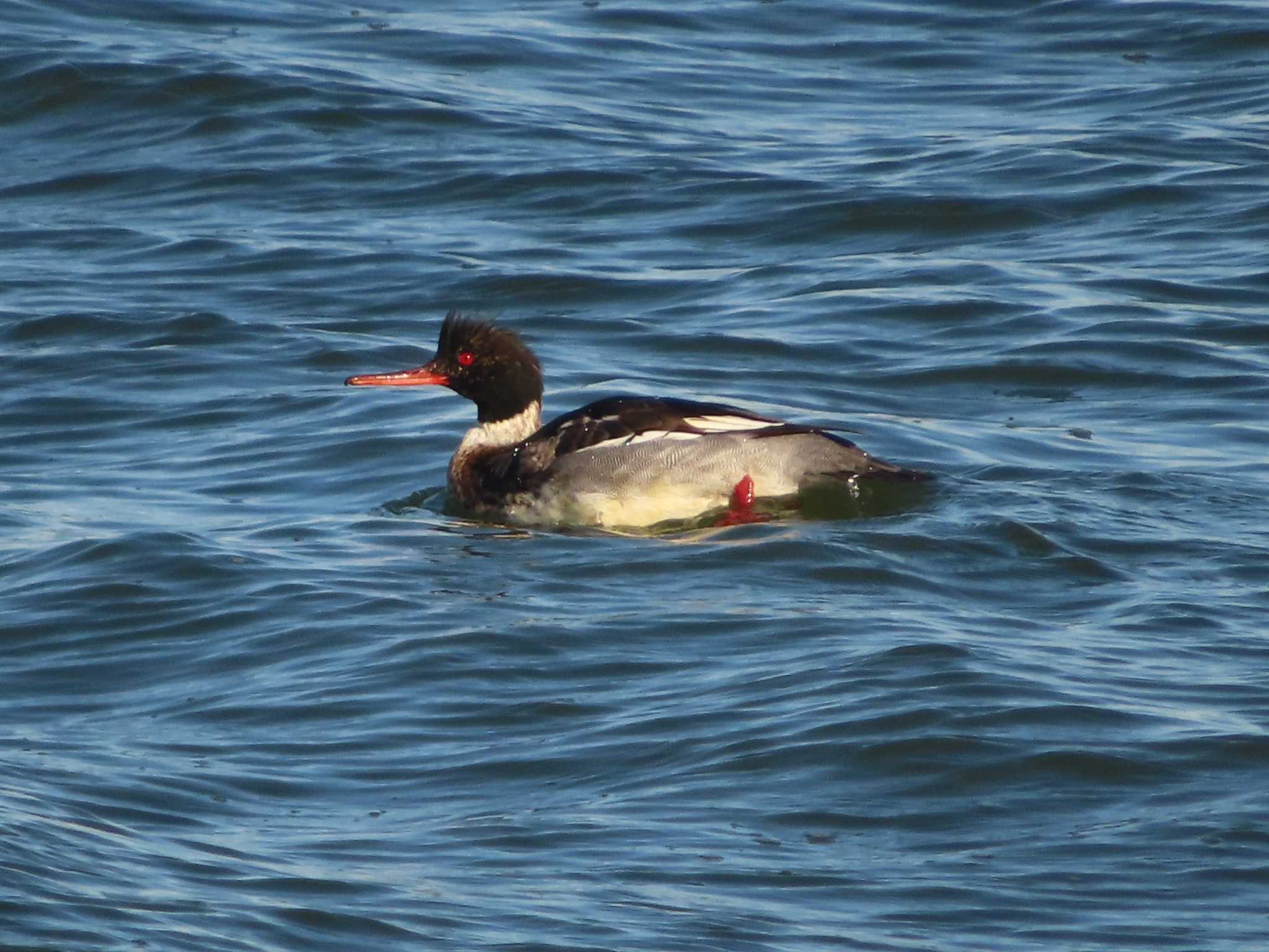 Red-breasted Merganser