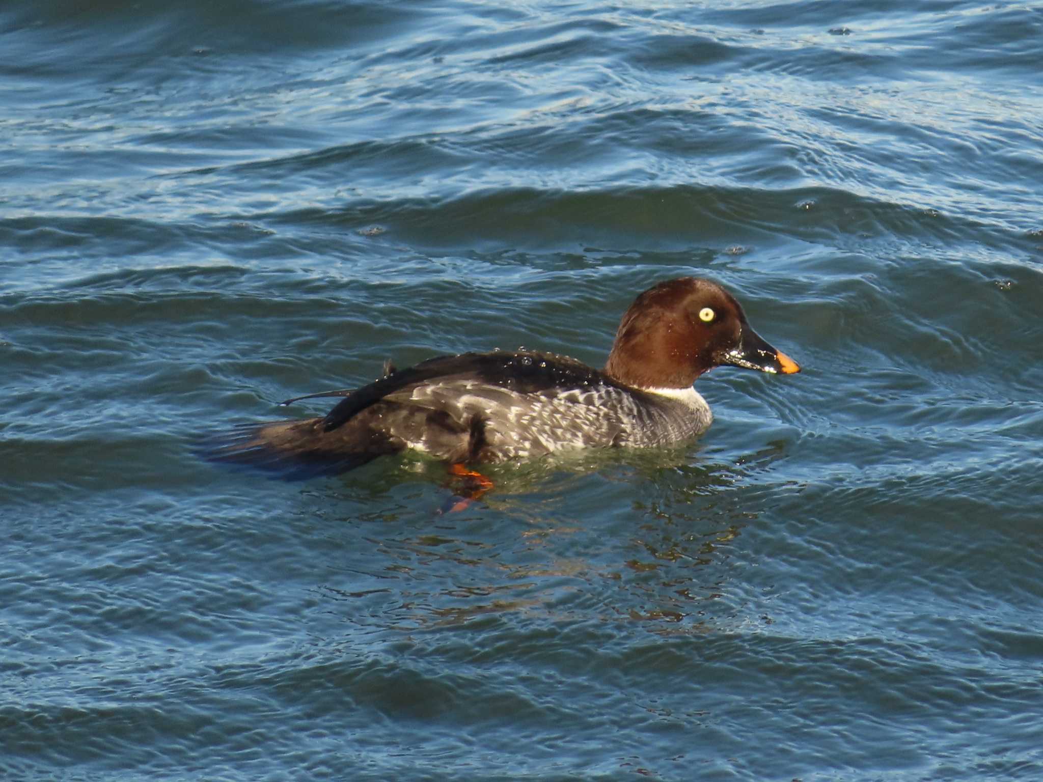 Common Goldeneye