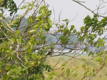 Oriental Reed Warbler Izunuma Sat, 5/21/2022