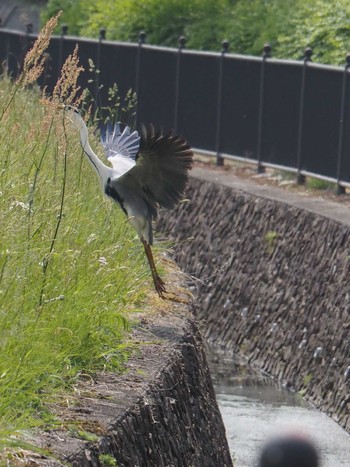 Grey Heron Izunuma Sat, 5/21/2022