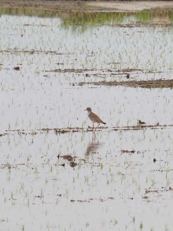 Grey-headed Lapwing Izunuma Sat, 5/21/2022