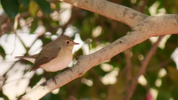 2022年12月24日(土) 大阪城公園の野鳥観察記録