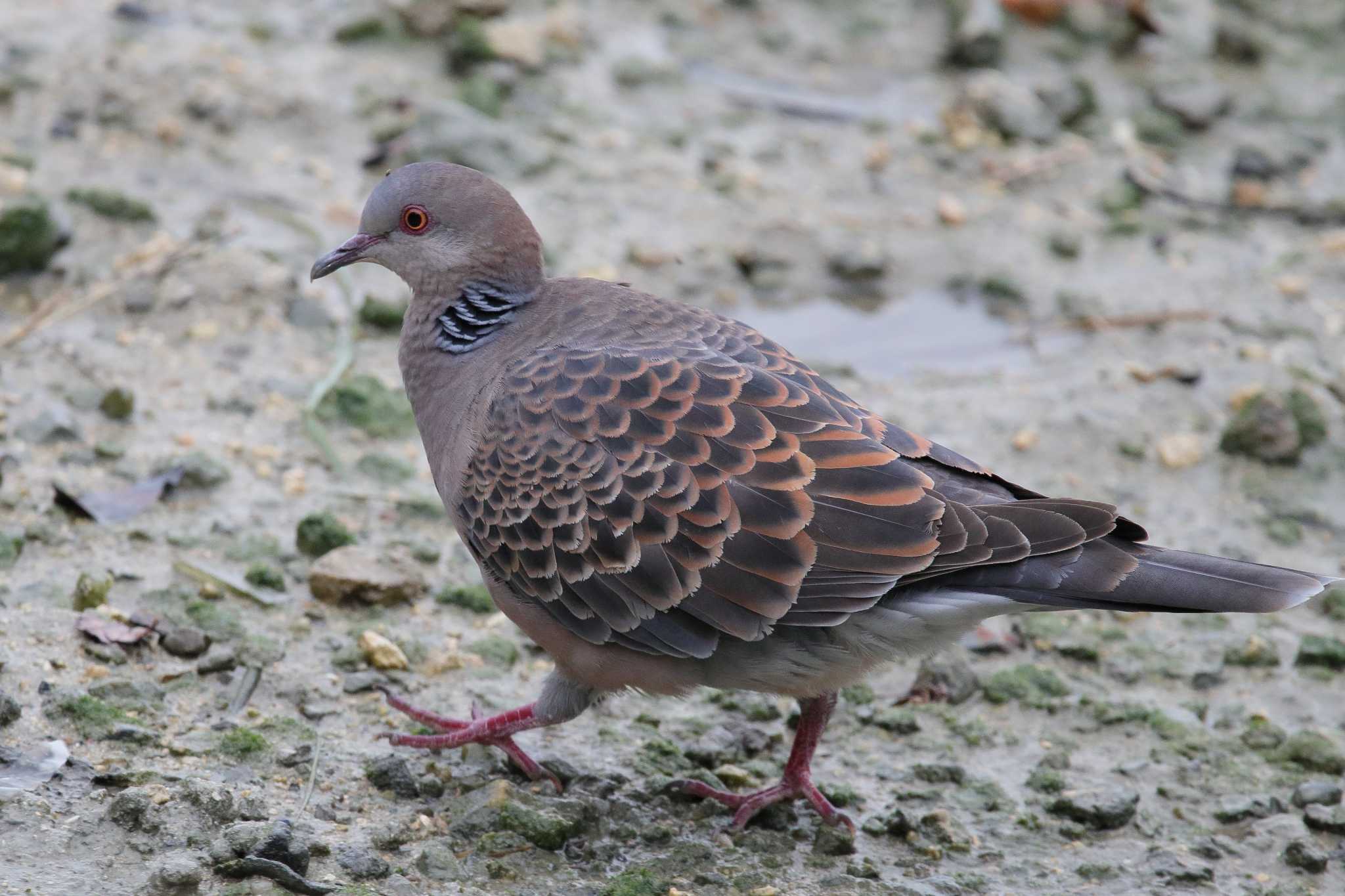 Photo of Oriental Turtle Dove(stimpsoni) at  by みっちー