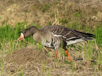 Greater White-fronted Goose Unknown Spots Sun, 11/5/2017
