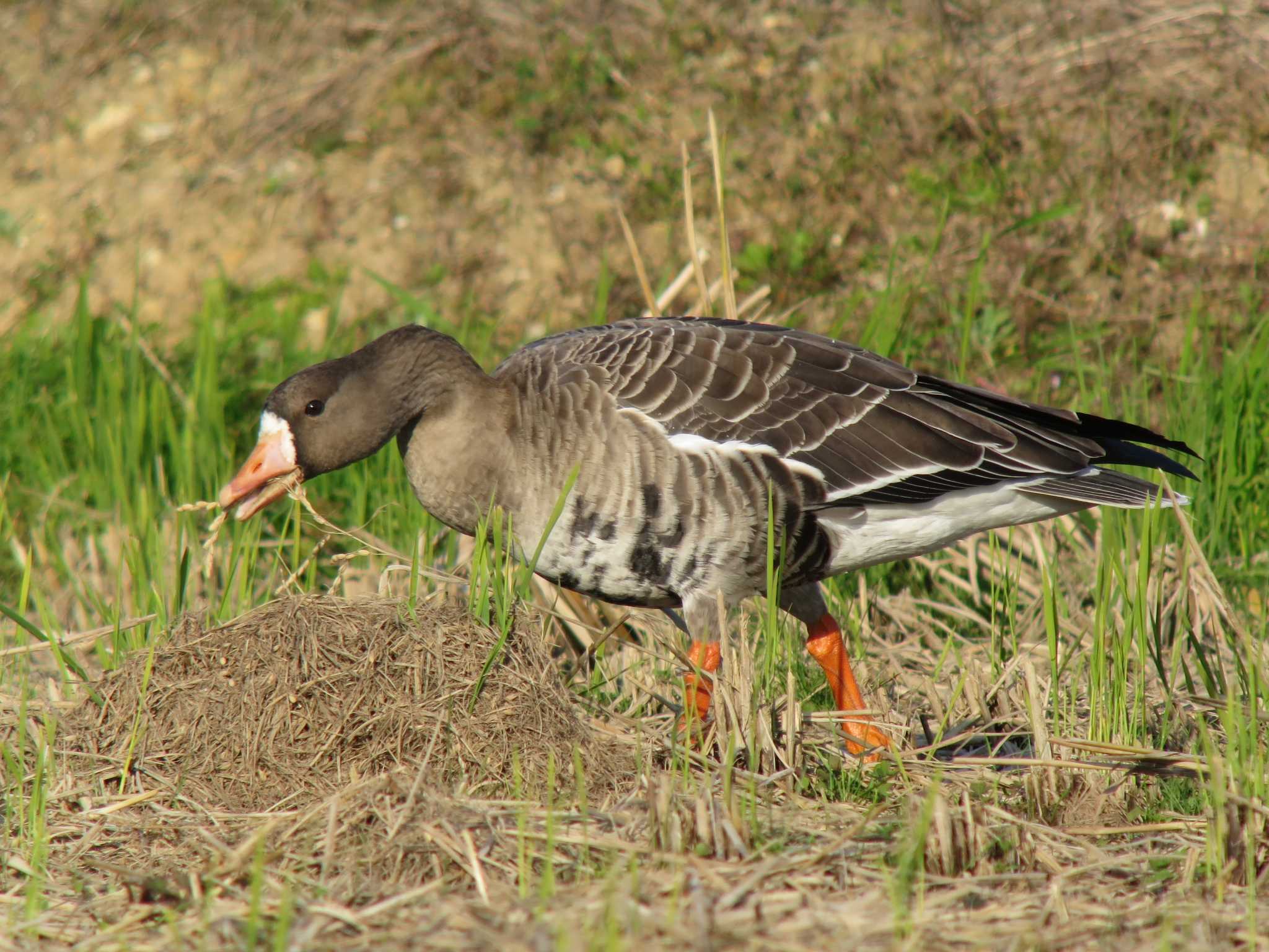 Photo of Greater White-fronted Goose at  by みっちー