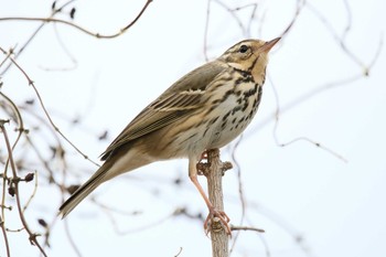 Olive-backed Pipit Unknown Spots Sat, 1/6/2018