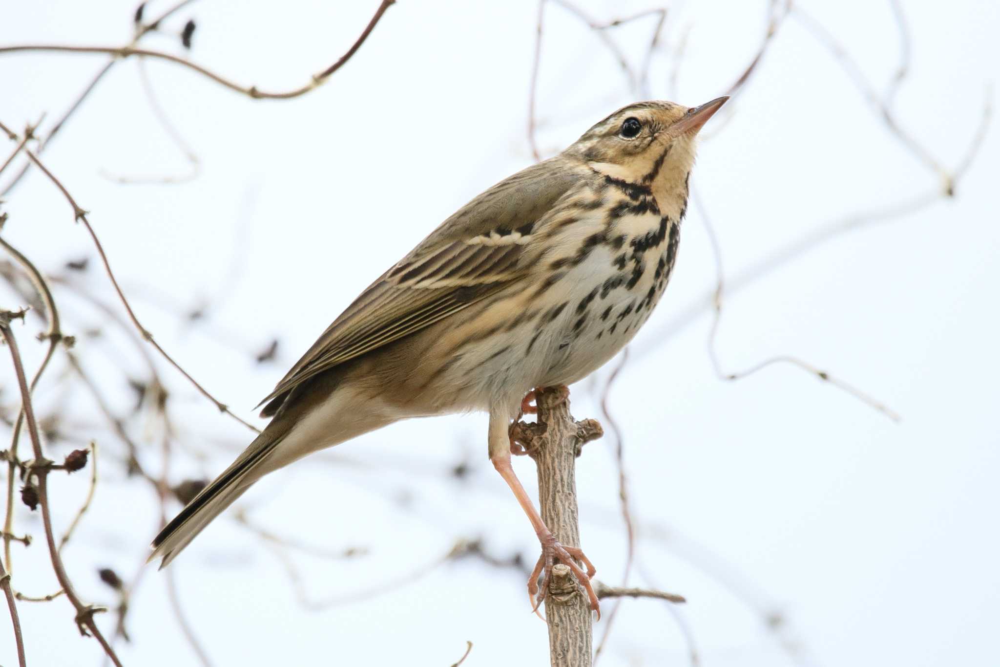 Photo of Olive-backed Pipit at  by みっちー