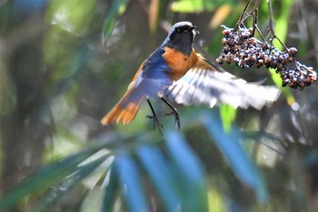 Daurian Redstart 栃木県 Sat, 12/24/2022