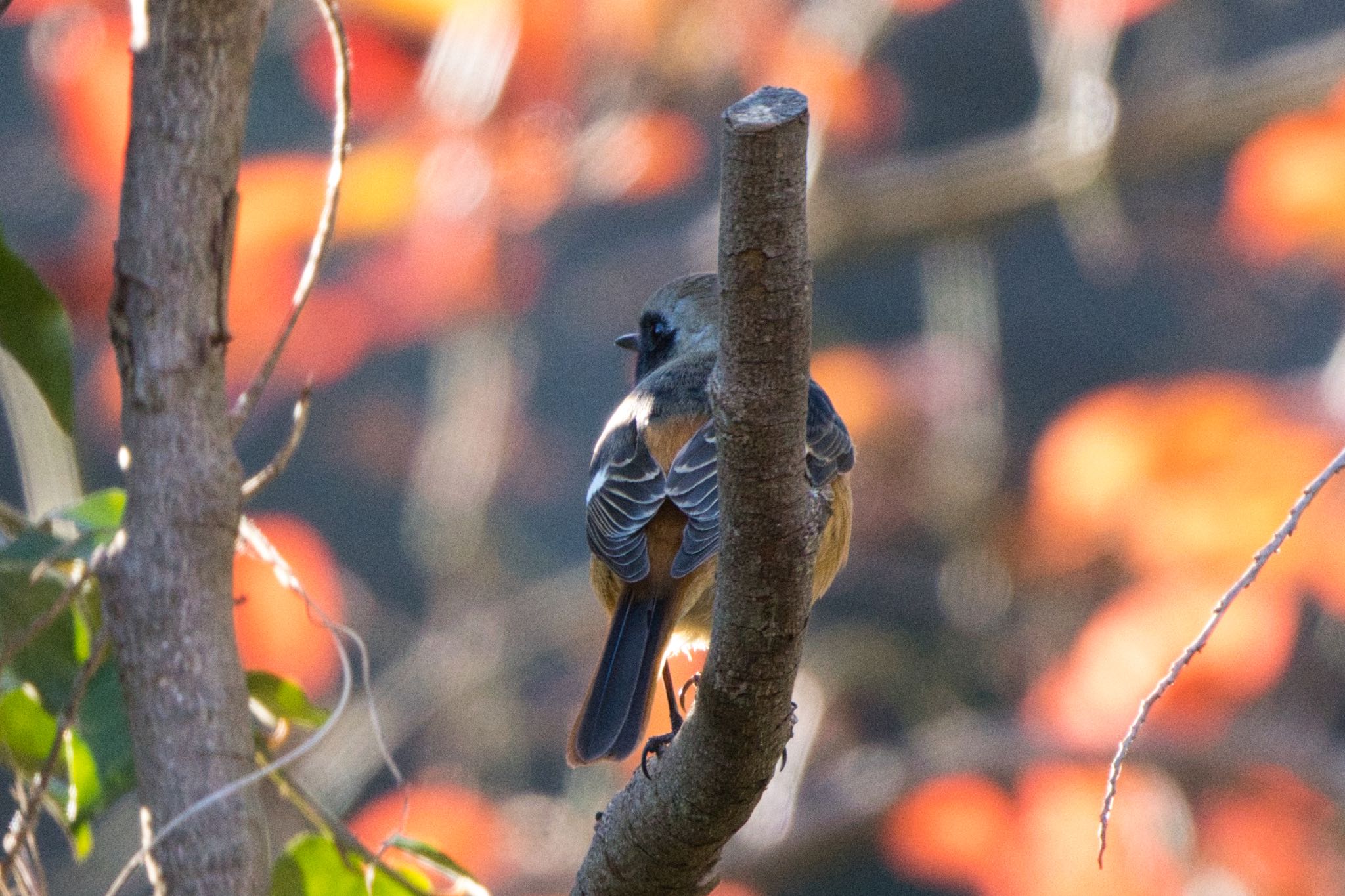 Daurian Redstart