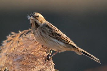 Common Reed Bunting Unknown Spots Sat, 1/6/2018