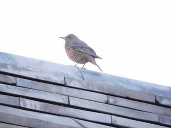 Blue Rock Thrush 小田原城址公園(小田原城) Sat, 12/24/2022