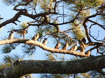 White-cheeked Starling 小田原城址公園(小田原城) Sat, 12/24/2022