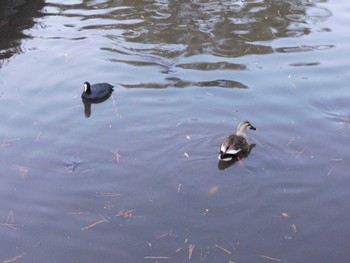 Eastern Spot-billed Duck 小田原城址公園(小田原城) Sat, 12/24/2022