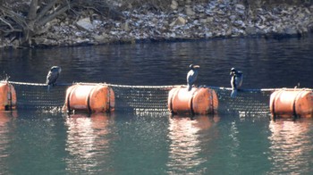 カワウ 山梨県 塩川ダム(瑞牆湖) 2022年12月24日(土)