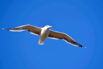 セグロカモメ 福岡県二丈町 2015年12月9日(水)