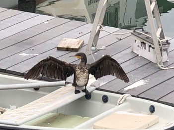 Great Cormorant 行徳野鳥保護区 Mon, 11/7/2022