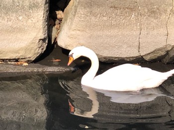 Mute Swan Imperial Palace Sat, 11/19/2022