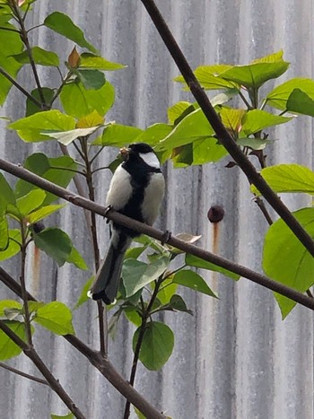 Japanese Tit 市川市千鳥町 Wed, 4/13/2022