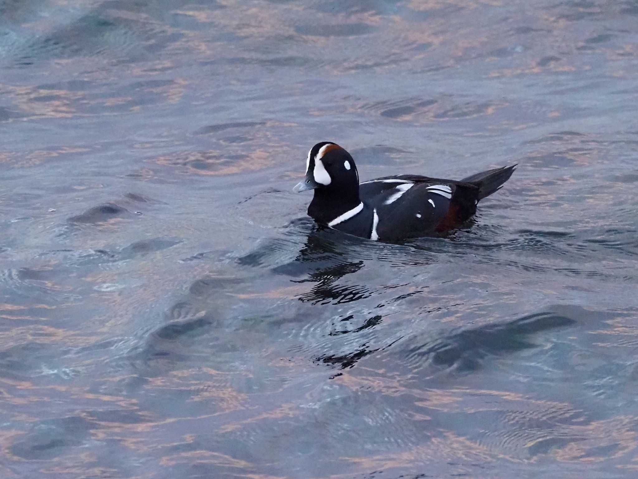 Harlequin Duck