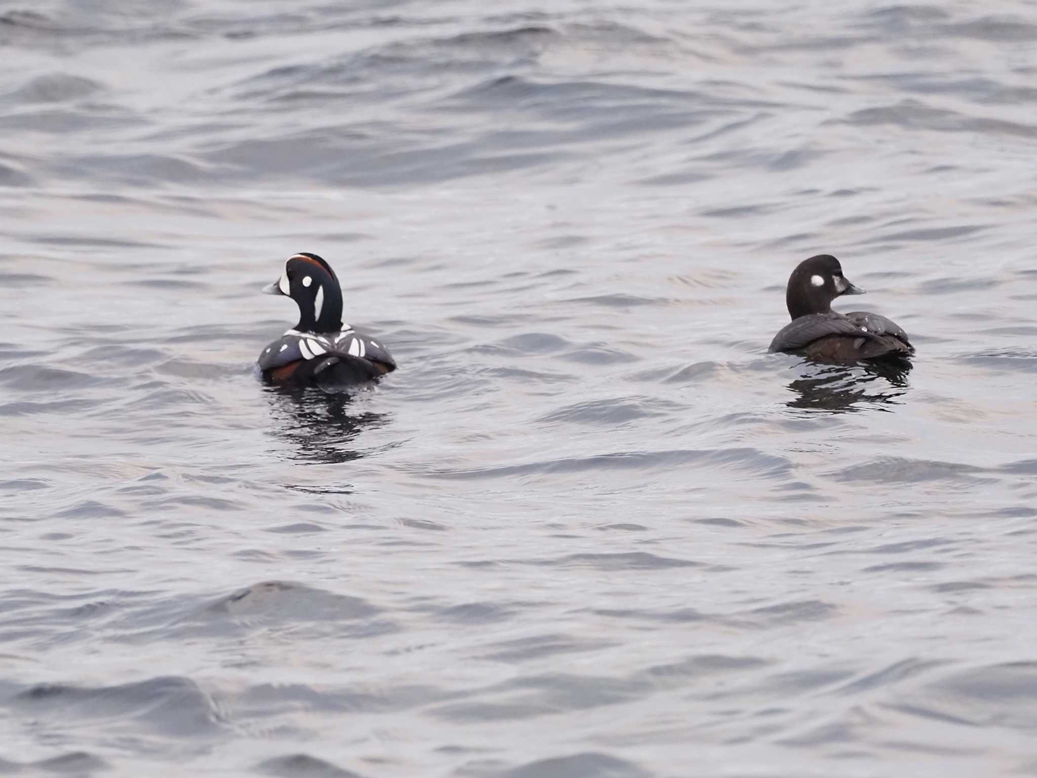 Harlequin Duck