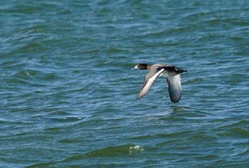 スズガモ 涸沼 2022年12月18日(日)