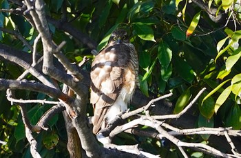 Eurasian Sparrowhawk 万代池 Sat, 12/24/2022