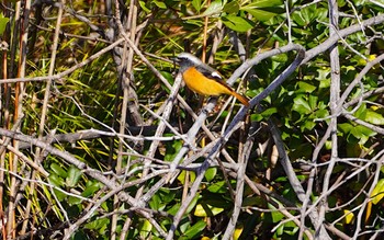 Daurian Redstart 万代池 Sat, 12/24/2022