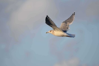 Vega Gull 福岡県二丈町 Tue, 12/8/2015