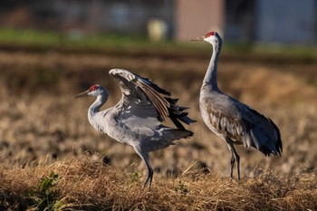 カナダヅル 守山みさき自然公園 2022年12月23日(金)