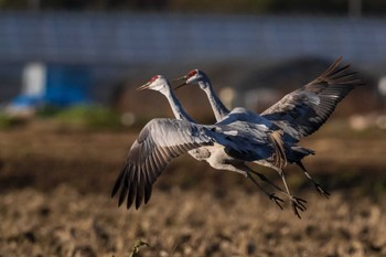 カナダヅル 守山みさき自然公園 2022年12月23日(金)