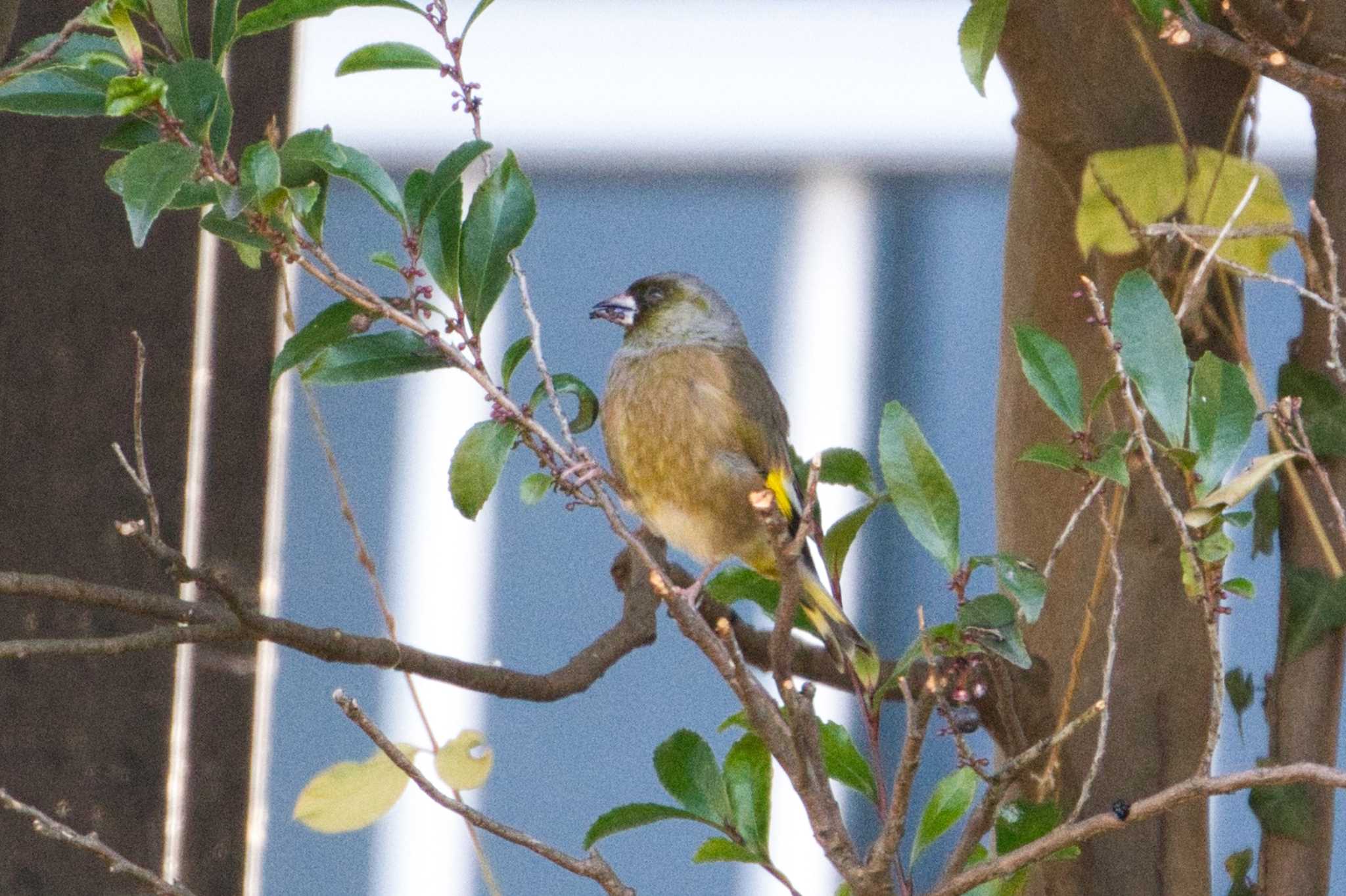 Grey-capped Greenfinch