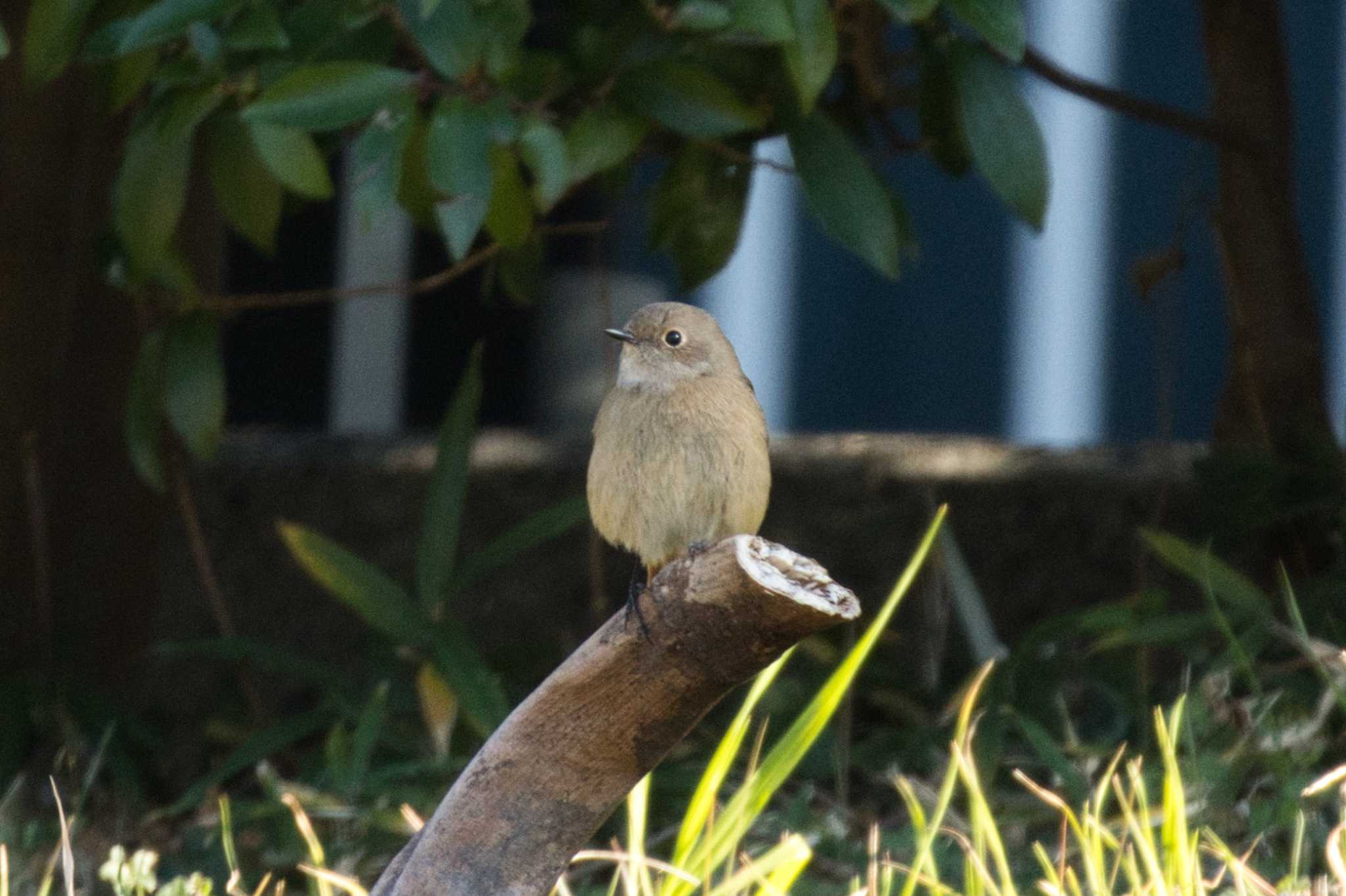 ジョウビタキ