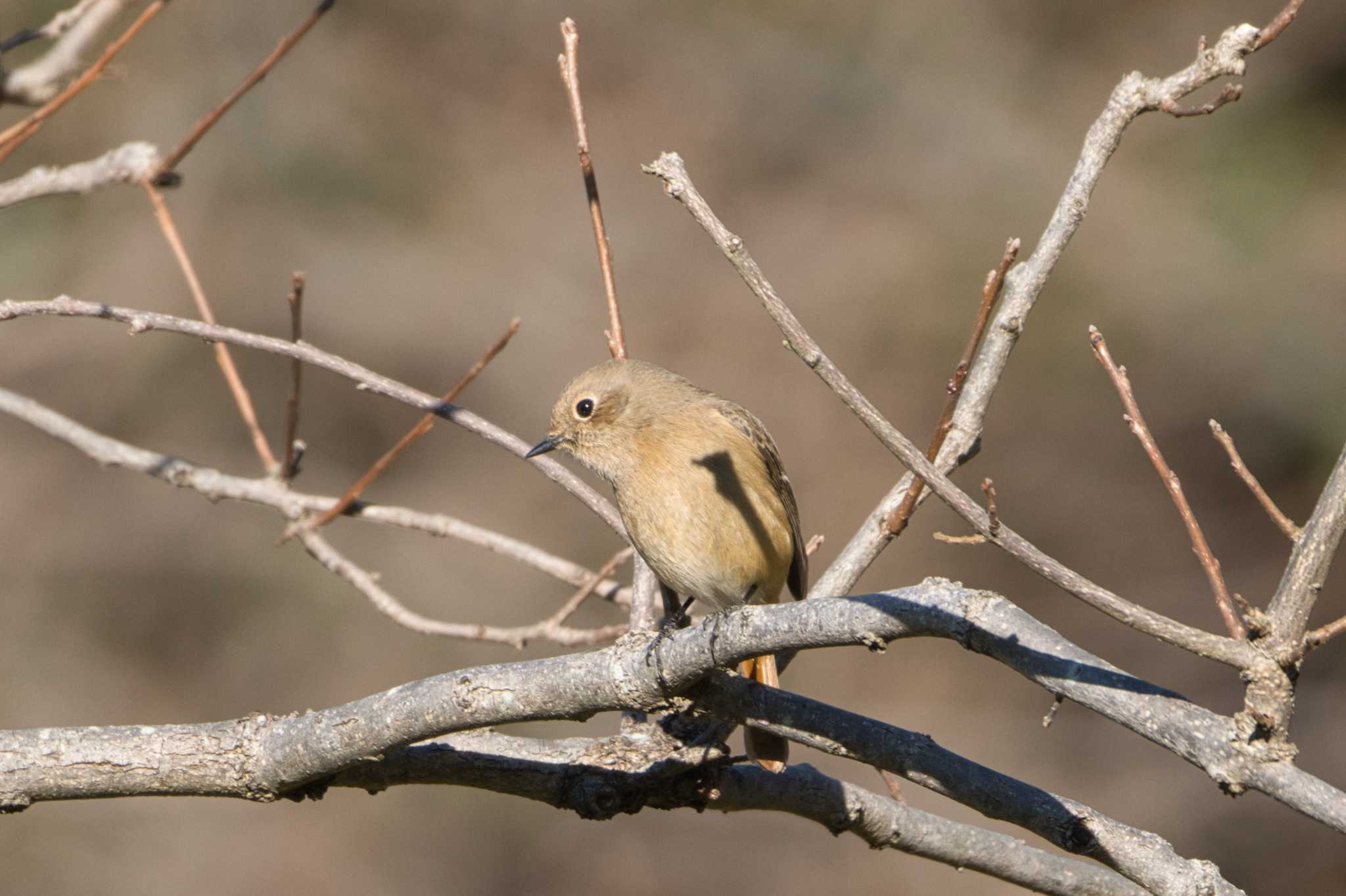 Daurian Redstart