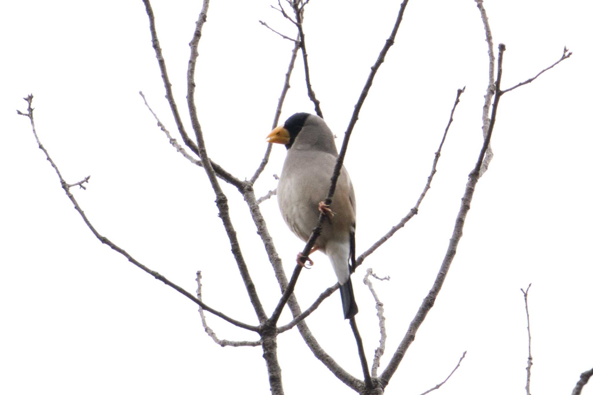 Japanese Grosbeak