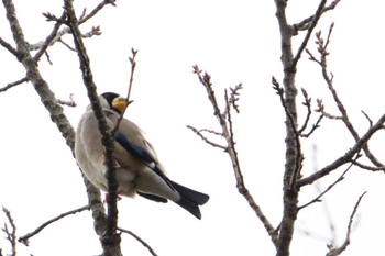 2022年12月21日(水) 座間谷戸山公園の野鳥観察記録