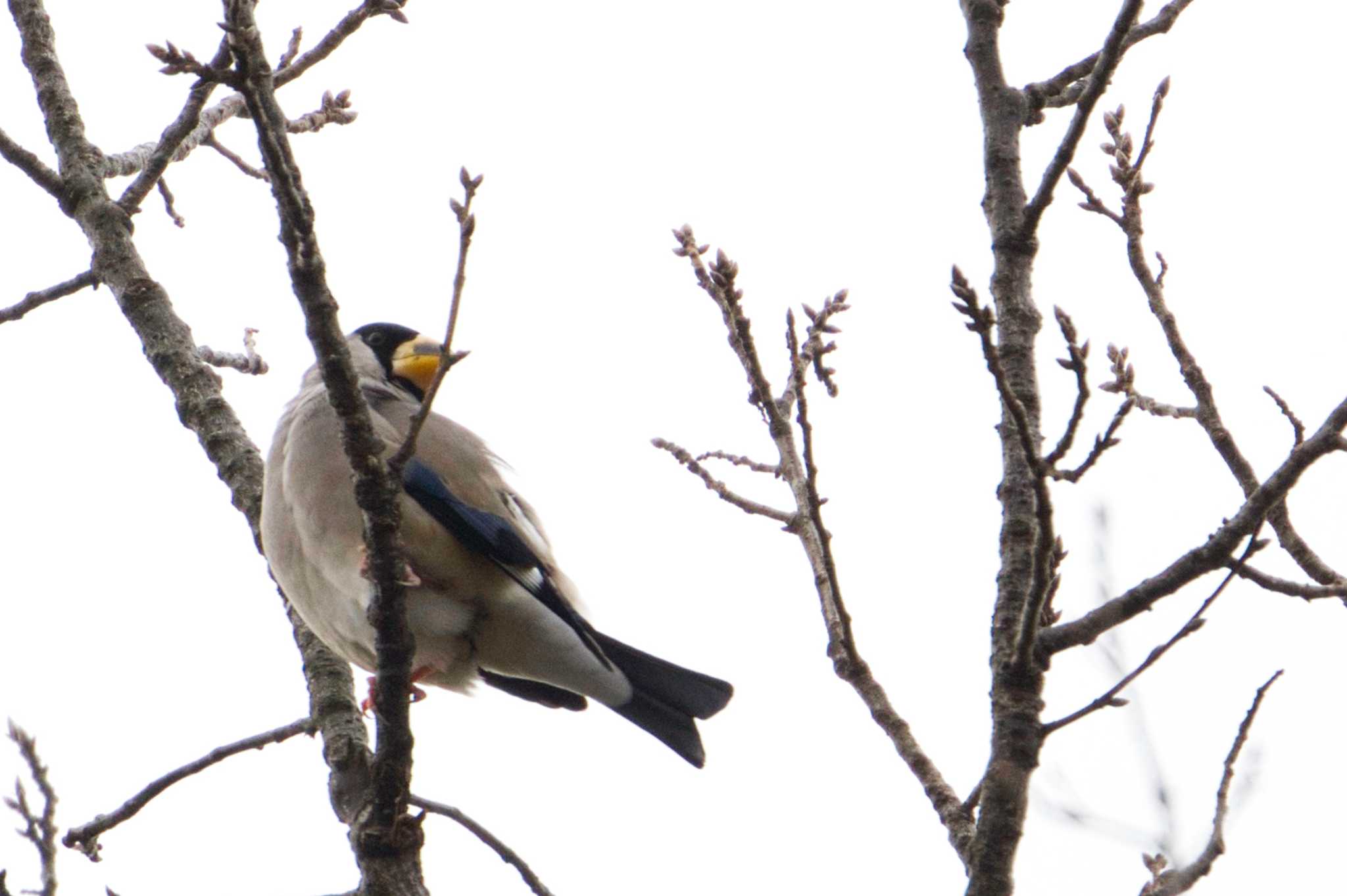 Japanese Grosbeak