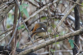 2022年12月21日(水) 早戸川林道の野鳥観察記録