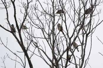 Japanese Grosbeak Yatoyama Park Wed, 12/21/2022