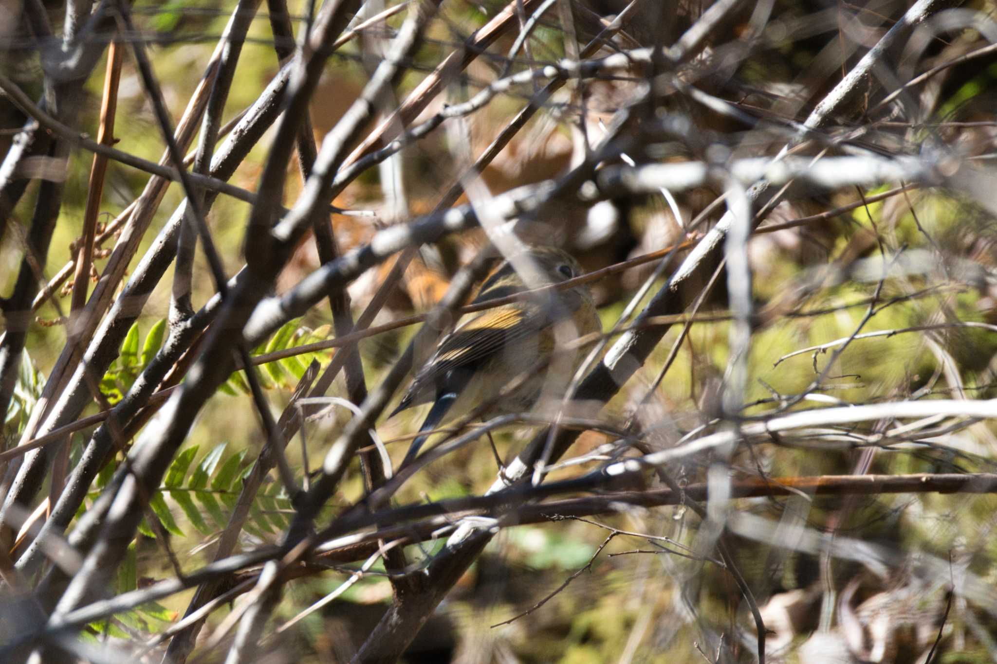 Photo of Red-flanked Bluetail at Hayatogawa Forest Road by jyara520