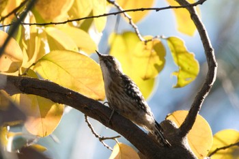 Japanese Pygmy Woodpecker 横浜もえぎ野 Sat, 12/24/2022