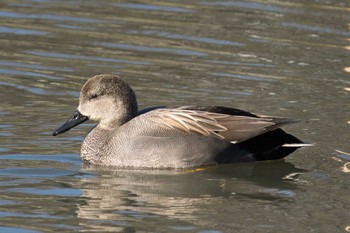 2022年12月24日(土) 横浜もえぎ野の野鳥観察記録