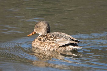 Gadwall 横浜もえぎ野 Sat, 12/24/2022