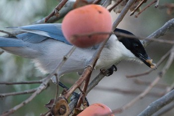 Azure-winged Magpie 横浜青葉台 Sat, 12/24/2022