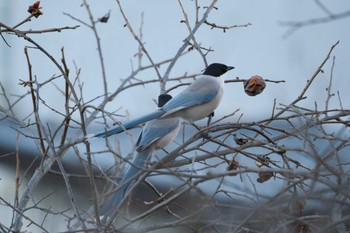 Azure-winged Magpie 横浜青葉台 Sat, 12/24/2022