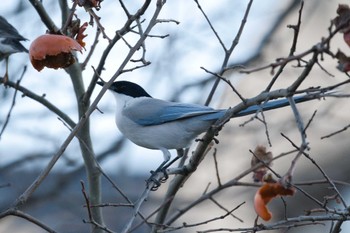 Azure-winged Magpie 横浜青葉台 Sat, 12/24/2022