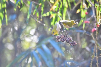 Warbling White-eye 栃木県 Sat, 12/24/2022