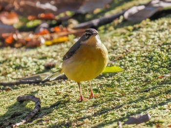 キセキレイ 広田山公園 (西宮市) 2022年12月24日(土)